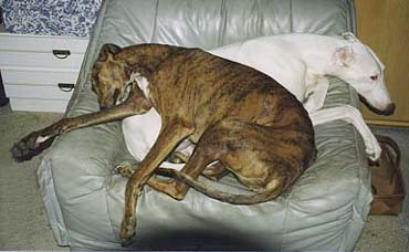 Two Greyhounds share a leather armchair!