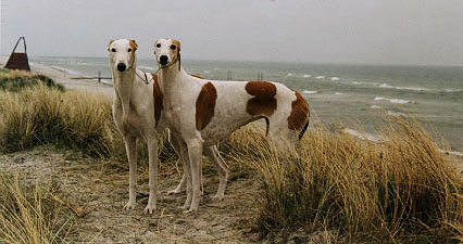 2 smukke EIKICA Greyhounds på stranden