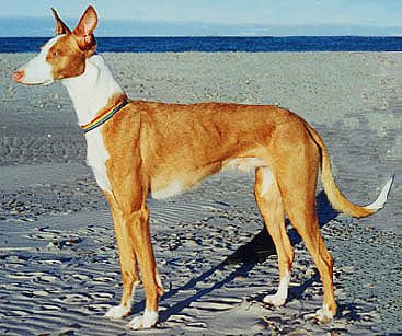 A Canadian born Ibizan Hound on a Danish beach!