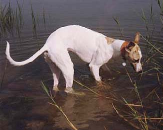 A Whippet enjoys cooling off on a hot walk