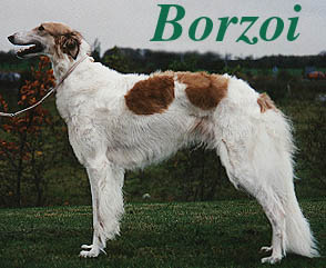 Birka en borzoi tæve