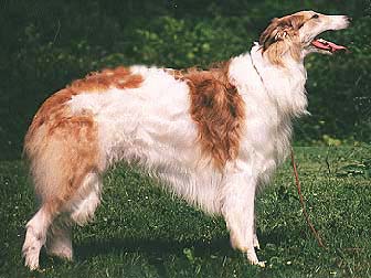 En Borzoi han