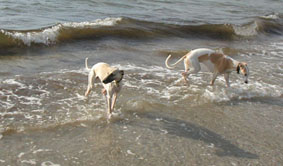 A Whippet puppy