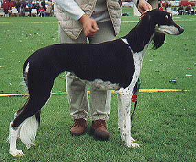 Saluki Ch. Najad el Aswad