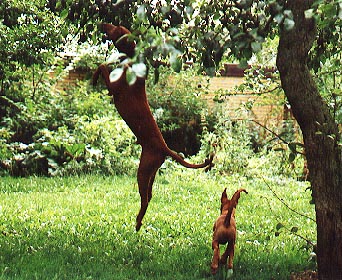 Pharaoh plucks his own apples!