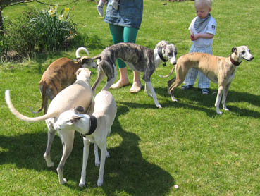 A lovely Swedish Saluki