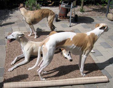 A Whippet puppy