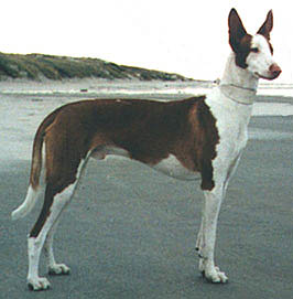 Zappa on a Danish beach!